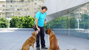 אילוף כלב לצרכים: תוכנית העבודה המרוכזת להצלחה מהירה