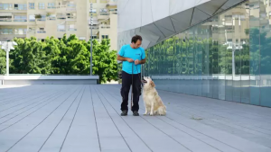 איך לאלף כלב לא לנבוח: המדריך להבנת הסיבות ופתרון הבעיה מהשורש